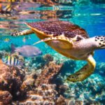 Regenerative Tourism: A New Approach to Travel in Baja California Sur