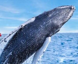Whale Watching in Cabo